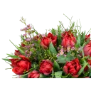 Kytice prémiových tulipánů